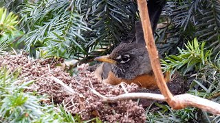 Nesting American Robin (Turdus migratorius)