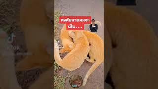 เล่นอะไรกันเจ้านายทั้งสาม  #แมวส้ม #tiktok