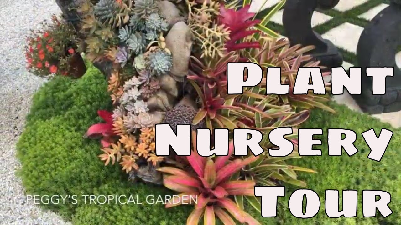🌴 Florida Plant Nursery Shopping 🌴 Miami Sunset Nursery Succulents