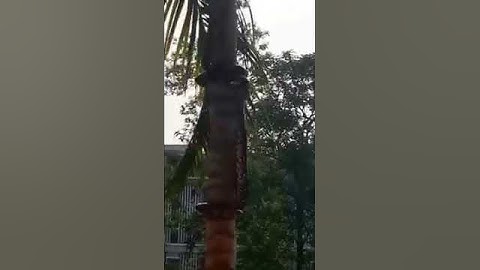 Snake Climb on Palm Tree