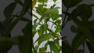 Jack Fruit Plant#terracegarden #nature #naturephotography #status #garden #shorts #green #jackfruit