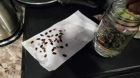 Saving Watermelon Seeds For Future Planting