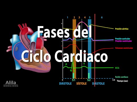 Video: Durante la fase de contracción isométrica, ¿el volumen ventricular?