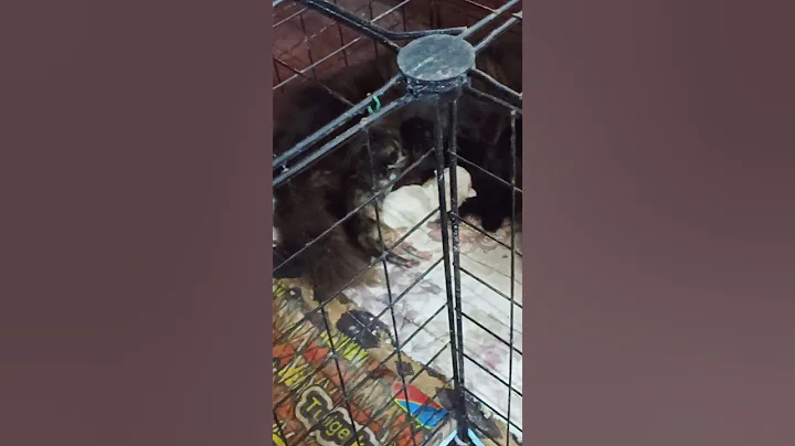 Watch the video about Black Mother Cat Gave Birth To Pure White Kitten #shorts #catlover #cats #kitten