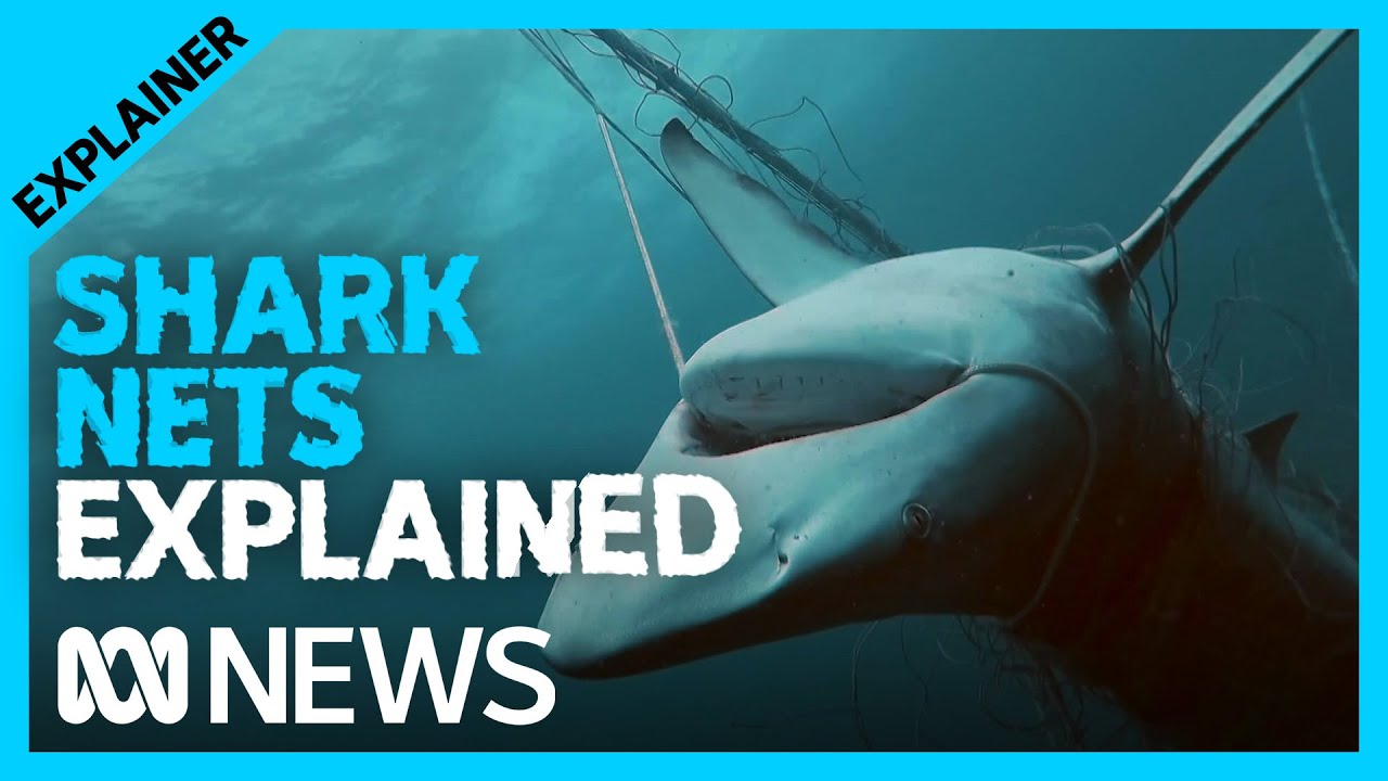 Shark nets catch and kill thousands of sea creatures. What are the  alternatives?