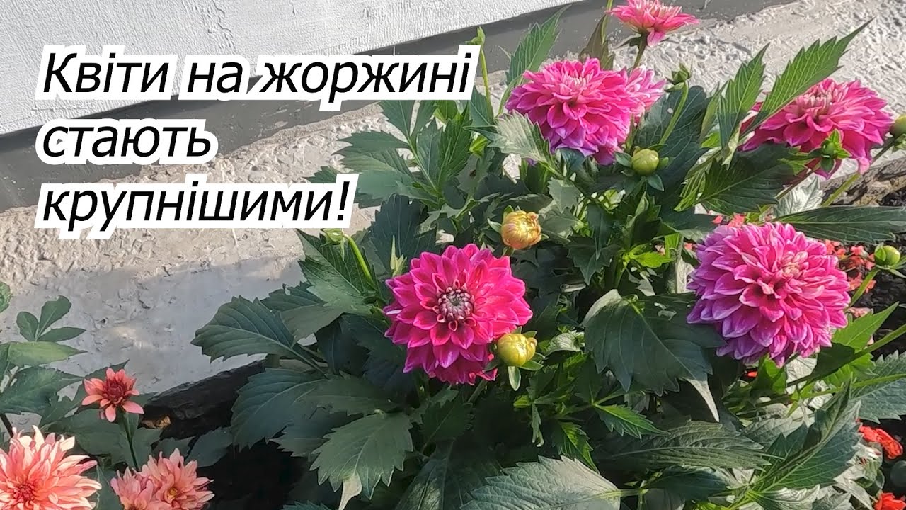 Важливе підживлення жоржин для суттєвого покращення квітіння.