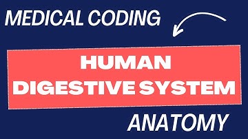 Digestive System | Human Anatomy | Medical Coding #medicalcoding  #medicalcodinginterview #anatomy