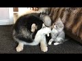 Life With Malamutes And A KITTEN!! Viewer Discretion Advised! (Battle Of The Fluffiest!!)
