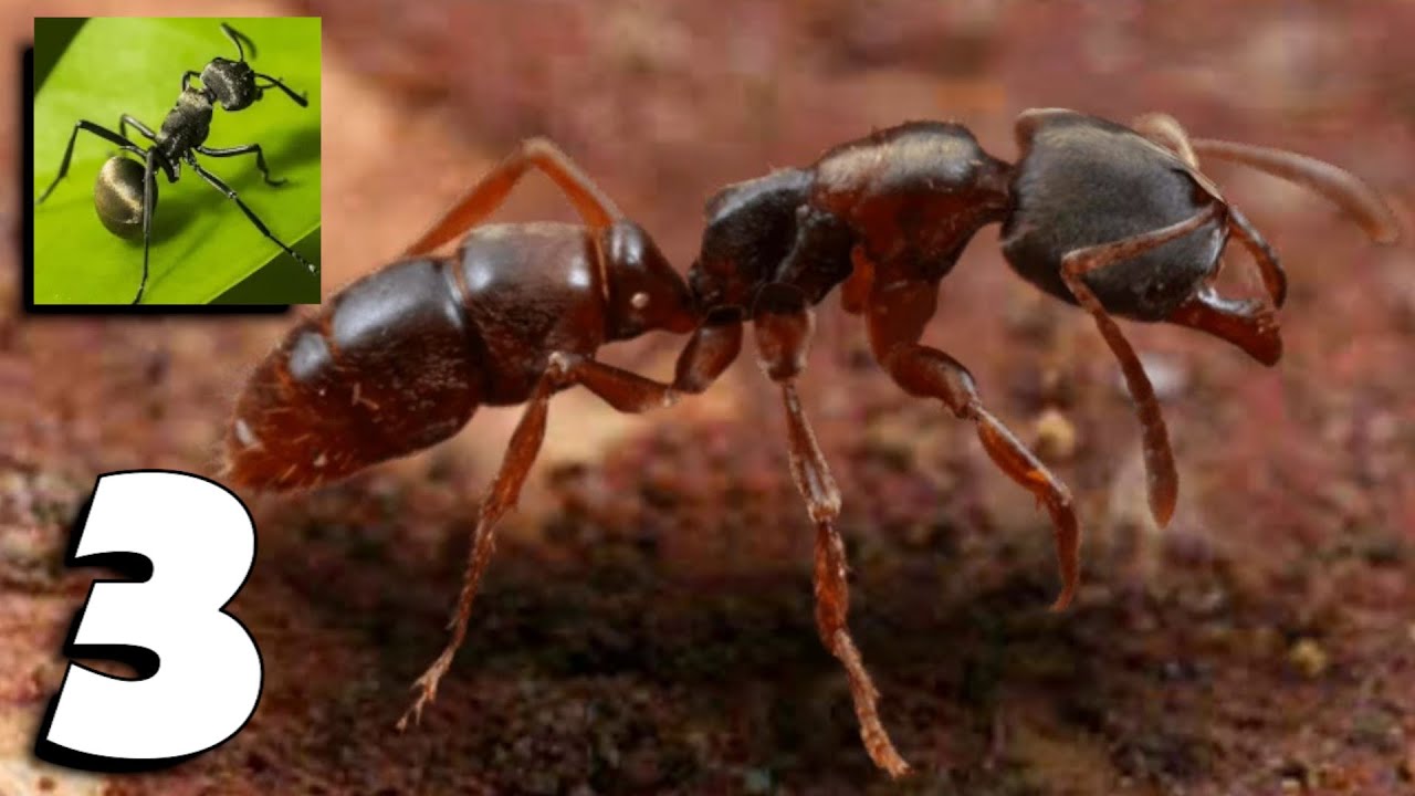 The Ants: Underground Kingdom - Gameplay (Android, iOS) Part 3 - Max Level