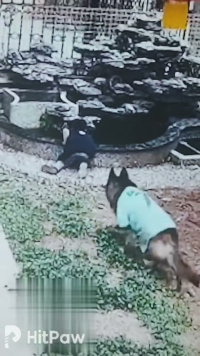cerdasnya anjing peliharaan menyelamatkan anak kecil dari bahaya