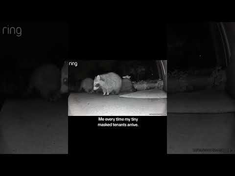 #cat #raccoon #ringcamera #funny