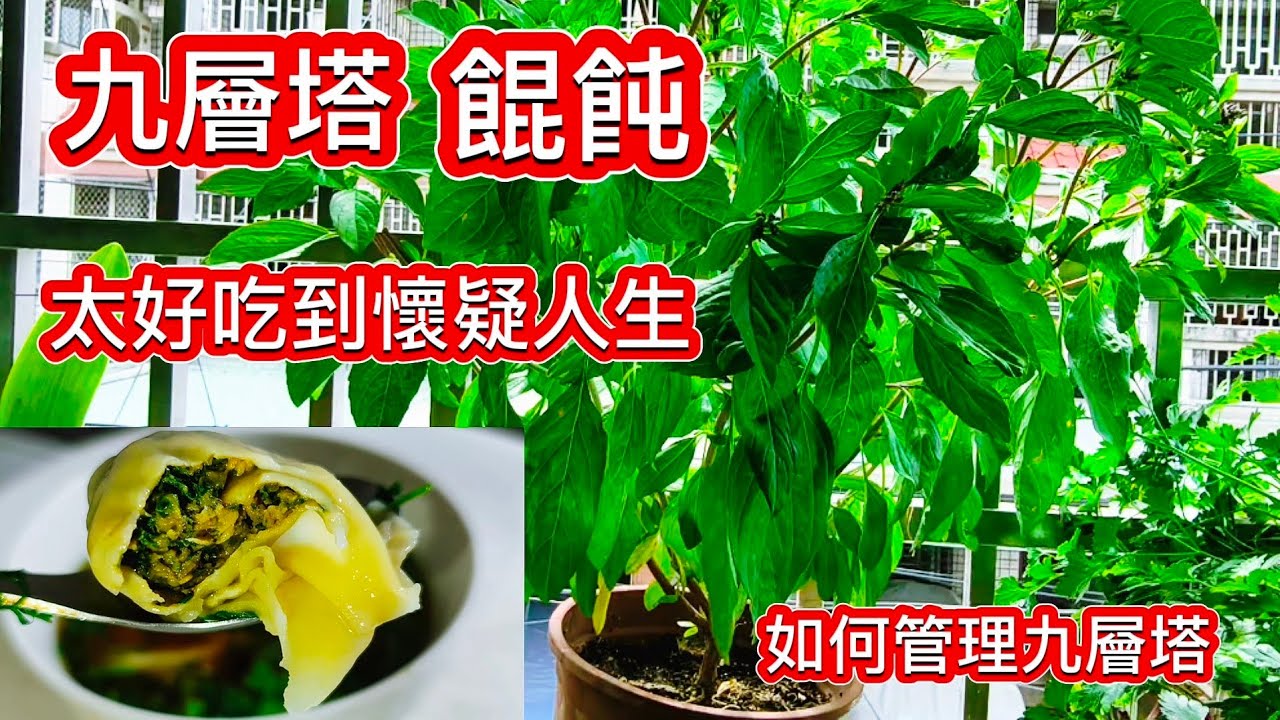 九層塔餛飩好吃到懷疑人生❗九層塔太好種了 只要注意 掐頭