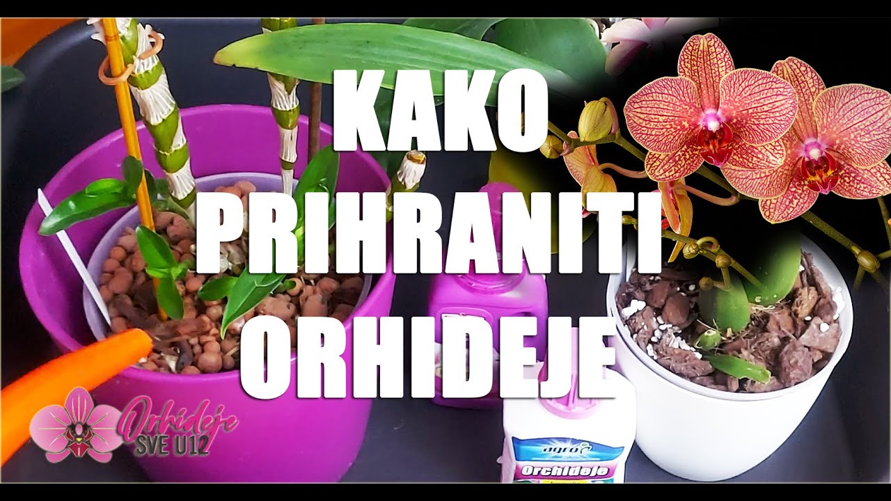 Kako prihraniti orhideje - Za početnike