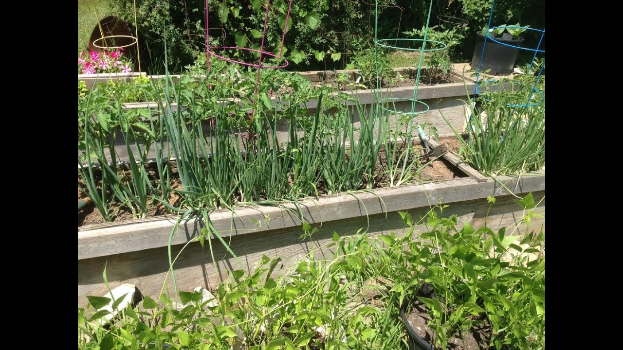 Tiny garden tour in raised beds in July YouTube