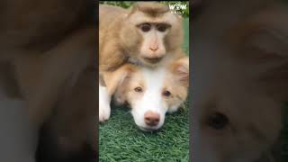 Monkey And Dog Make Unlikely Best Friends Wow Daily