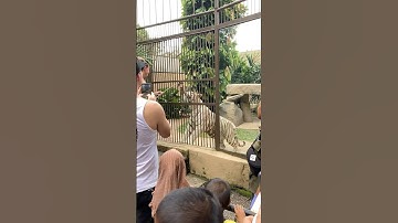 Harimau Putih Bali Zoo‼️
