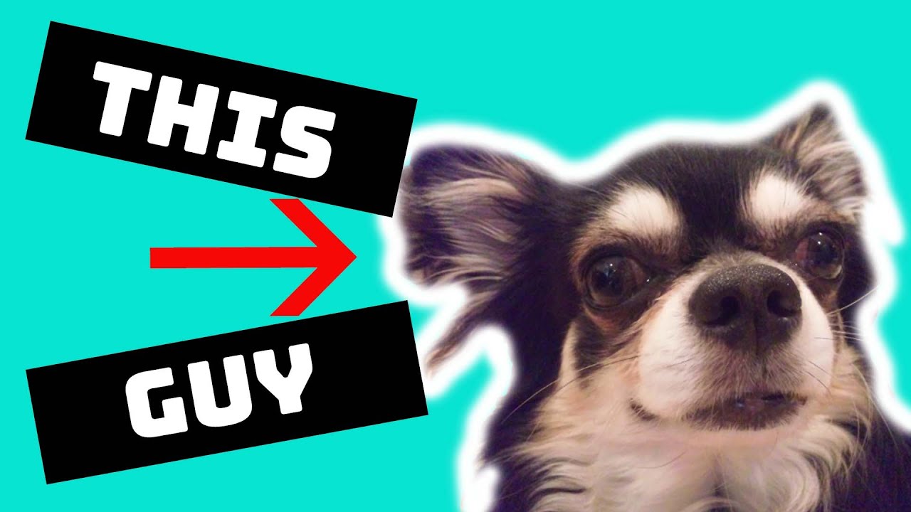 That Time I Got a DOG In Japan | How I Got SEVEN