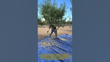 "Jujube Rain – Watch This Smart Harvesting Trick Shake Down a Bounty! 🌳✨**