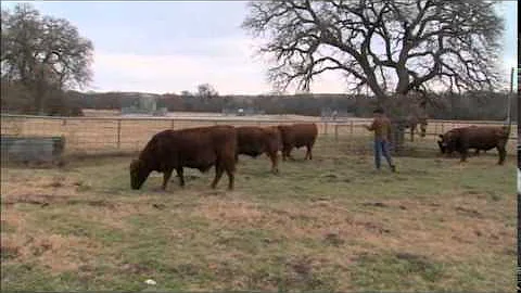 Low Stress Cattle Handling (C2C)