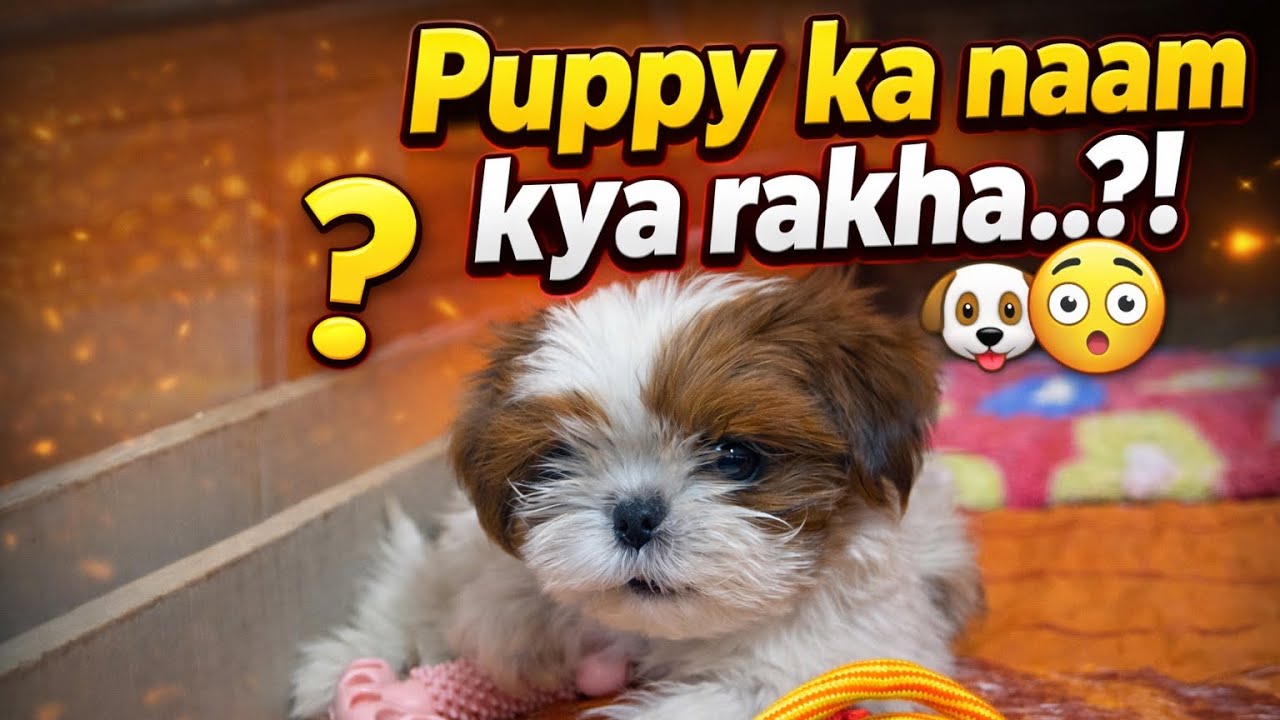 Finally Puppy ka Naam Decide Ho Gaya 🐶❤️