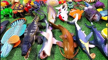 Cá cảnh đầy màu sắc, cá vàng, cá thủy sinh, cá trê, cá lóc, cá mô hình