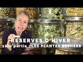 Rserves dhiver de plantes sauvages comestibles  1re partie  les plantes sches