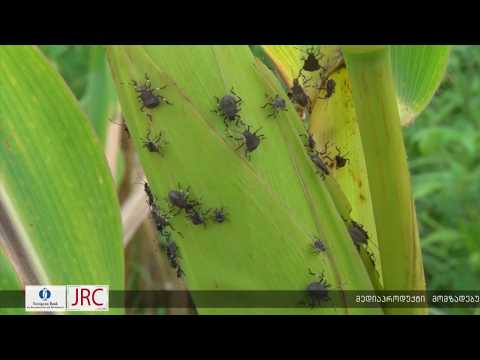 შიდა ქართლის რეგიონში ფერომონებმა ფაროსანას გავრცელება არ დააფიქსირა  23 05 18
