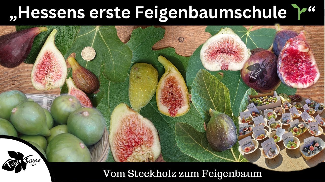 So läuft’s bei uns! Hessens erste Feigenbaumschule – Tobis Feigen