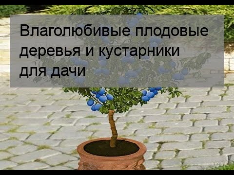 Видео: Плодни ограничения