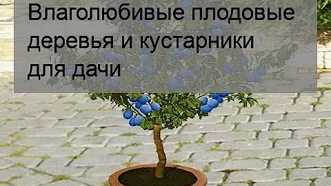 Влаголюбивые плодовые деревья и кустарники для дачи