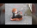 涙腺崩壊】オランウータンのママありがとう!成長したパンチくんが過ごした4ヶ月間の軌跡🐒#パンチくん #punch #赤ちゃん