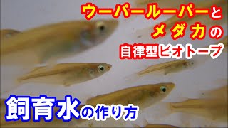 ビオトープでメダカとウーパールーパーを自律飼育する飼育水の作り方 第1 2話 原種メダカの放流プロジェクト始動 メダカとウーパールーパーが豊かに生きるビオトープ 1 Youtube