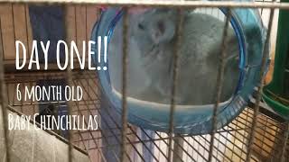 Pikachu the Chinchillas - Day One - Dust Baths by Dreamydoodles Northwest 27 views 4 years ago 1 minute, 25 seconds