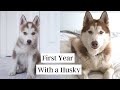 First Year with a Husky (8 weeks to 1 year)