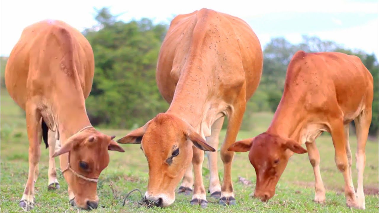 Коровы едят траву, скотоводство, настоящие коровьи мычащие звуки ASMR