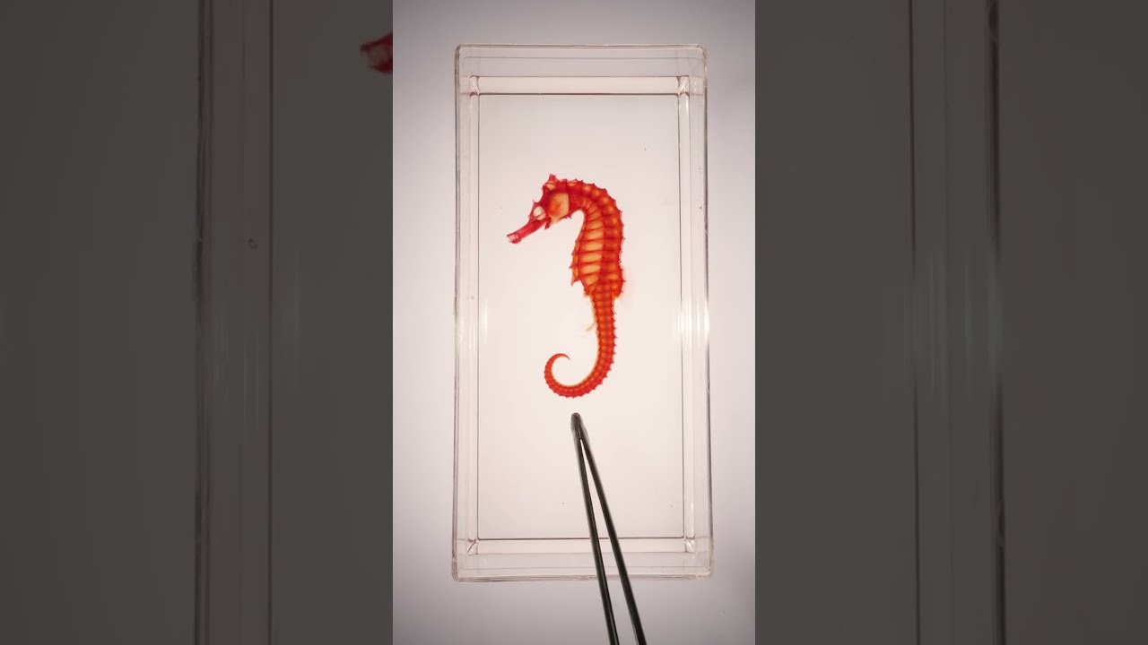 Seahorse Dyed Specimens Are Crazy
