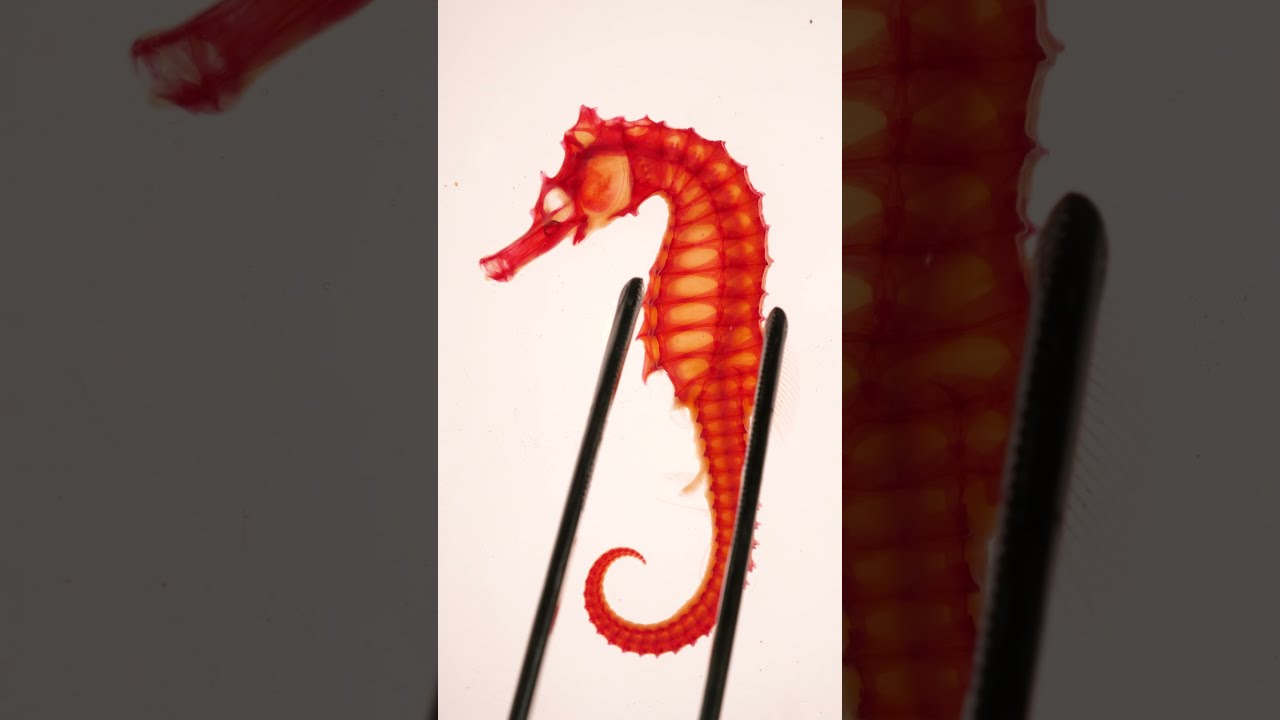 Морской конёк — окрашенные экземпляры — это безумие