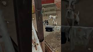 #doggielife #streetdog #dogshorts #dogslifeshorts #dogs #straydogs #straydogsofinstagram #dogsvideos
