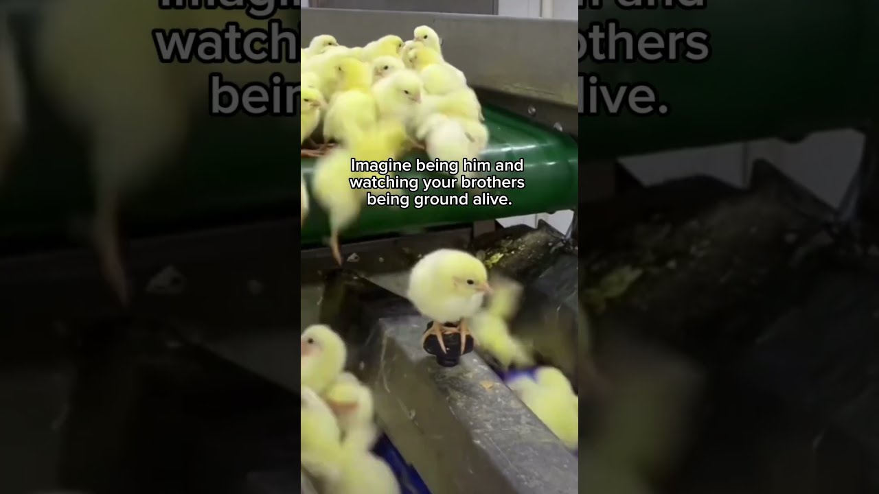 The Reality Of Egg Production What Happens With Male Chicks 