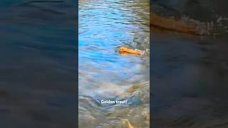 Golden trout caught and released back into the mountain stream. 🏞️ #fishing #nature #wildlife #fyp