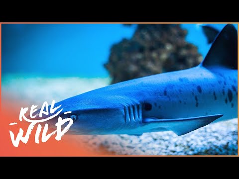 The Day The Whole World Changed | Amazing Animals documentary thumbnail