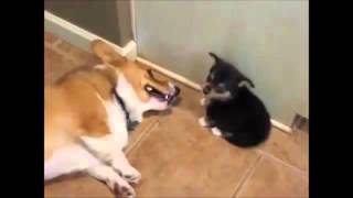 Puppy farts in daddys face !