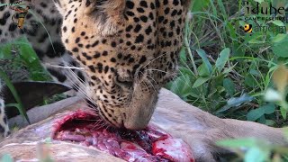 Male Leopard With Kudu Meal