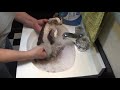 Small cute kitten has fleas, getting bath ,look at all those fleas