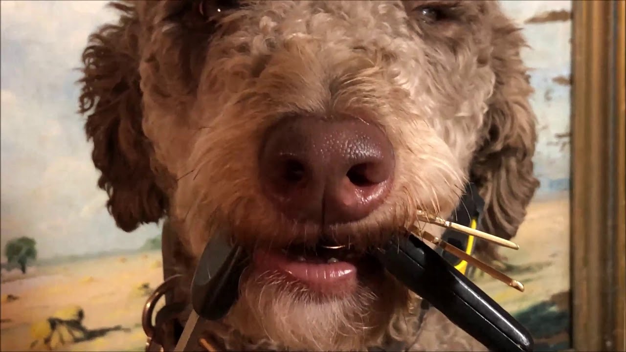 Dog learns to pick up Keys YouTube