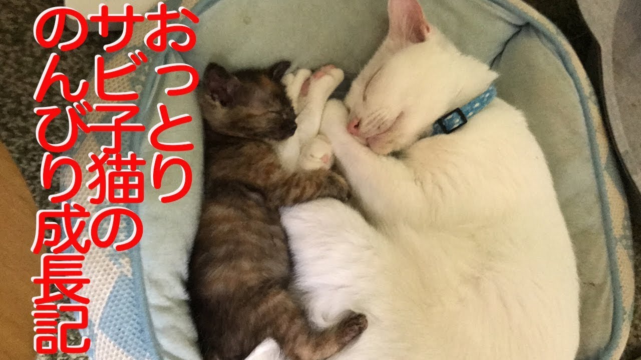 おっとりサビ子猫、のんびりマイペースな成長記録 The laid-back