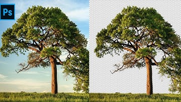 Selecting the Tree Using Alpha Channel | Channel Masking in Photoshop