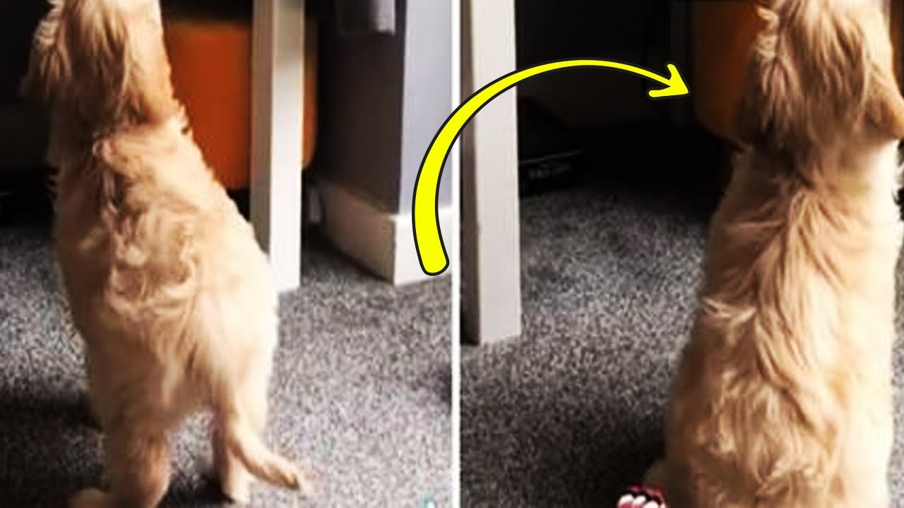 Dog s Sudden Odd Actions Urged His Owner To Summon Help Immediately Dog S Sudden Odd Actions Urged His Owner To Summon Help Immediately