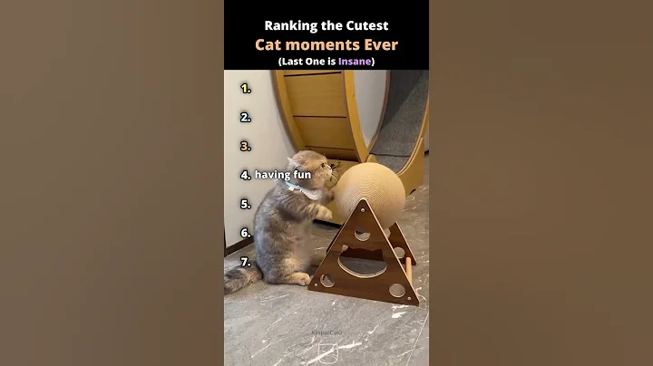 Video 11604731: cats kitten catlover pets, cute catlover pets cats, catlover cutecat