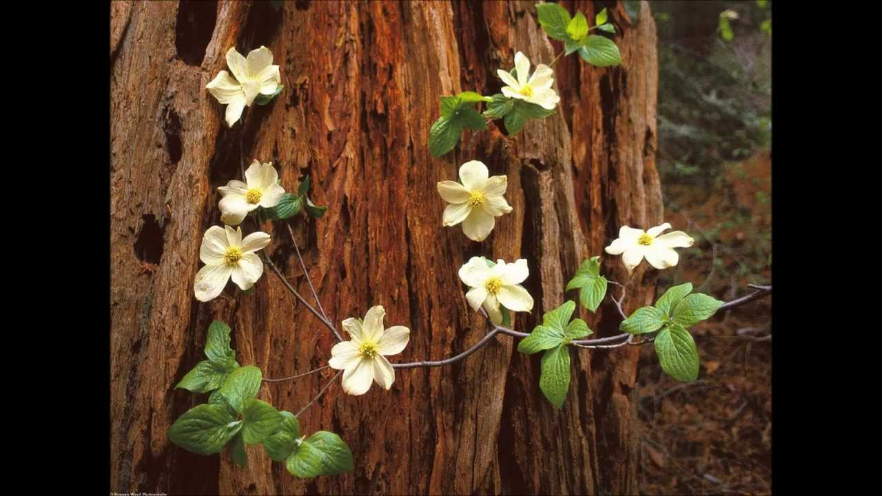 Pergamen - Karolína